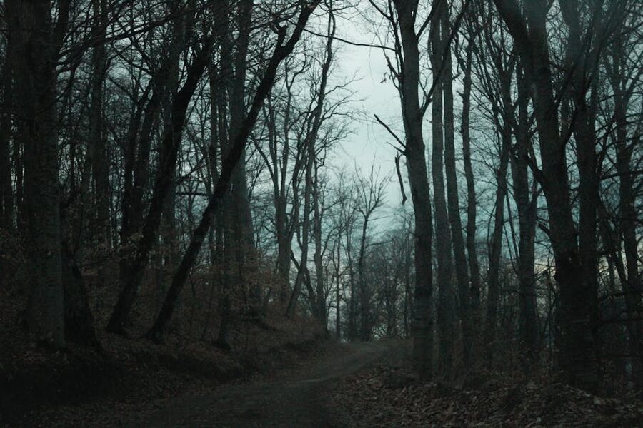 Fall forest in Dilijan