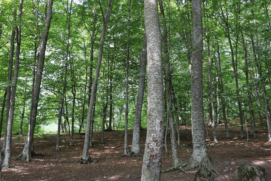 Dilijan National Park summer view