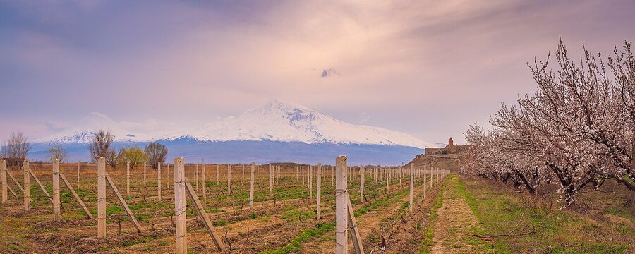 Vineyards in spring with Khor Virap on its hill behind