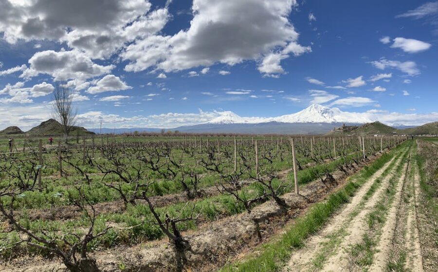 Vineyard rows in front of Mt Ararat in Armenia